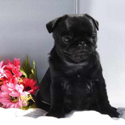 Bruno