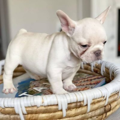 Frank 8wks frenchi M (6)