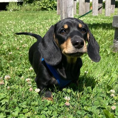 Hanry 8wks Dashshound M (4)