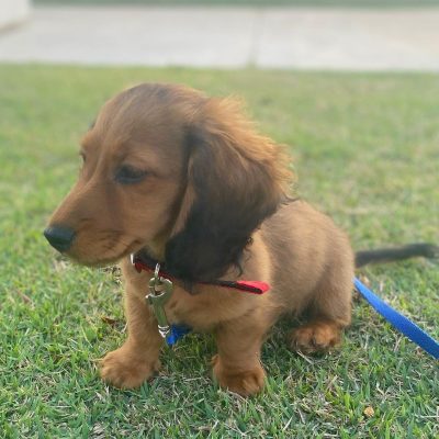 Otto 8wks Dashshound (15)